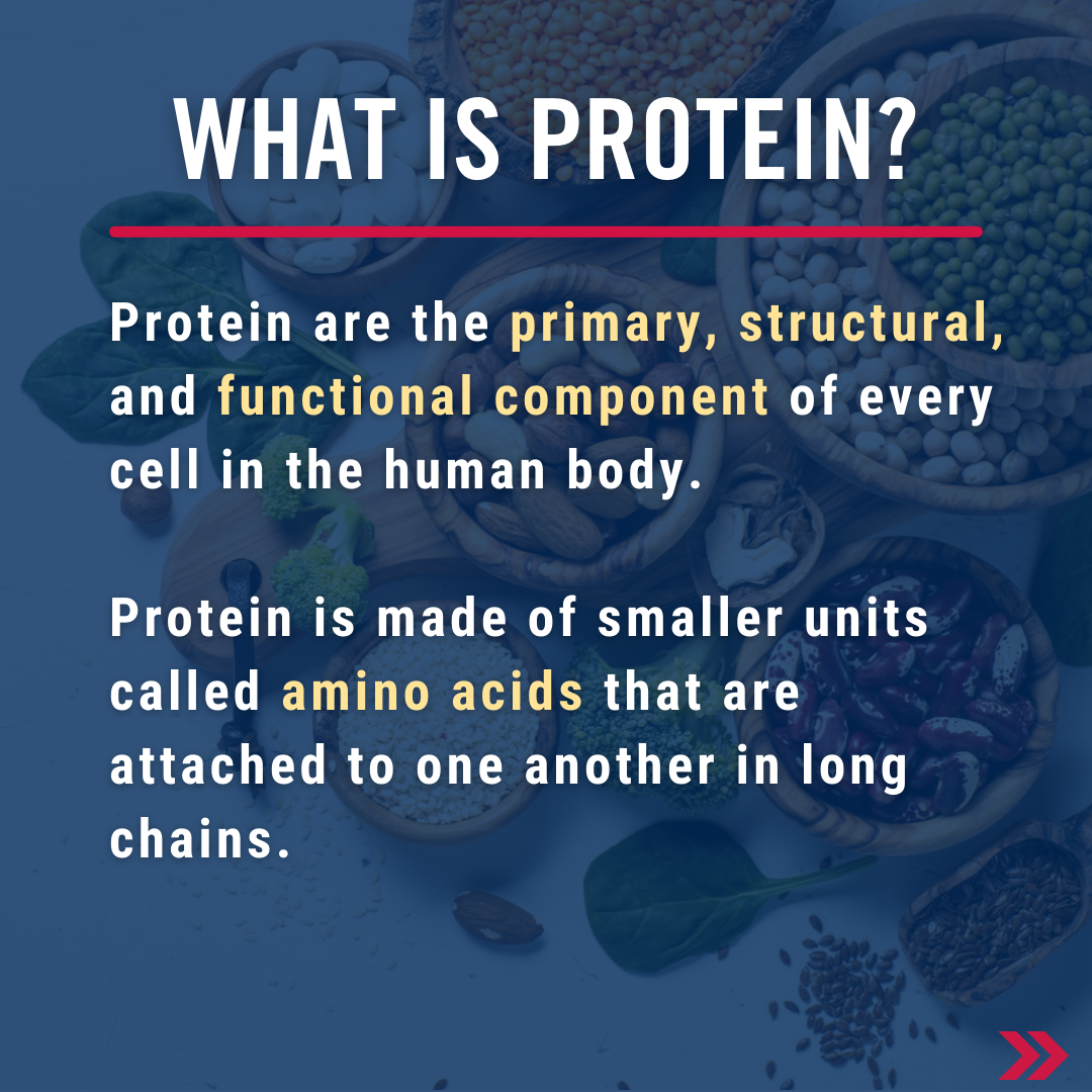 What is protein? Protein is the primary structural and functional component of every cell in the human body. Protein is made of smaller units called amino acids that are attached to one another in long chains.