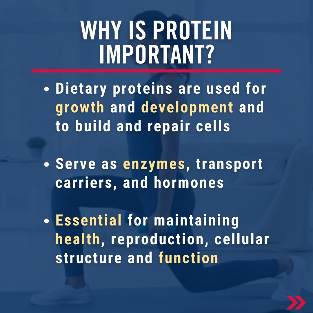 Why is protein important? Dietary proteins are used for growth and development and to build and repair cells. They serve as enzymes, transport carriers, and hormones. They are also essential for maintaining health, reproduction, cellular structure and function.