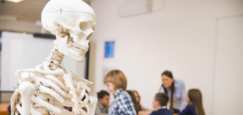 A skeleton in the fore ground, students in the back ground.