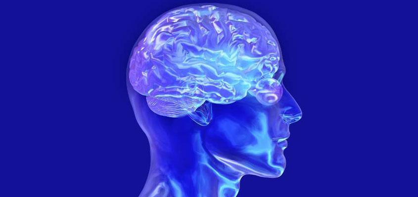 Brain
