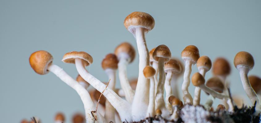 Cultivating Psilocybe Cubensis Mushrooms for Personal Use