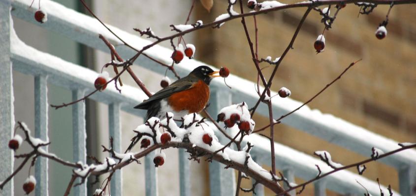Bird in snowy tree on U of T campus