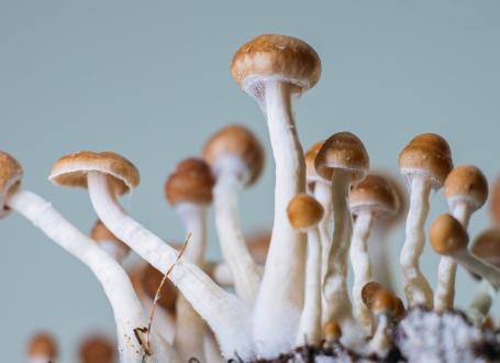Cultivating Psilocybe Cubensis Mushrooms for Personal Use